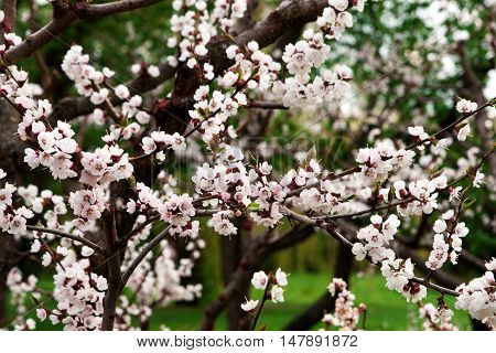 Сherry tree blossoms ib forest in spring