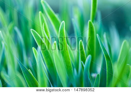 Green grass soft focus macro photo. Shallow DOF.
