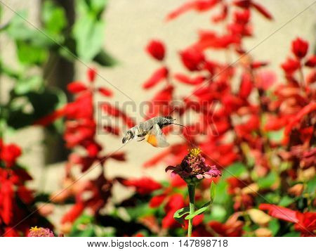 Photo insect - roisterer, over a flower. Picture taken in September 2008.