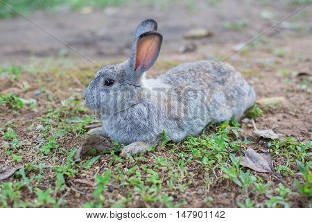 A grey rabbit long ear lie on grass