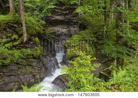 Fast mountain river flowing among mossy stones and boulders in gorge in green forest.
