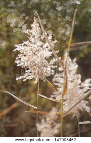 Dry grass texture over sun beams on a beautiful blurred background