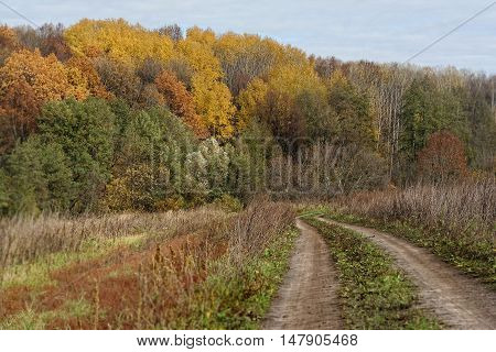 Autumn natures landscape in vintage tones. Yellow autumn trees.