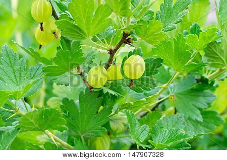 ripe berries green gooseberries on the branch