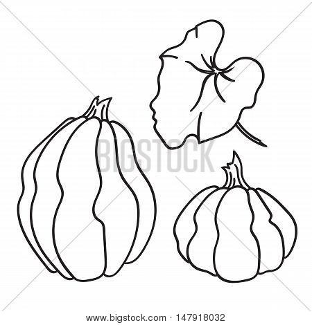 Pumpkins with pumkins leaf. Isolated illustration on white background. Vector illustration