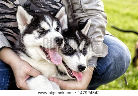 adorable husky Puppy with protruding tongues in hand