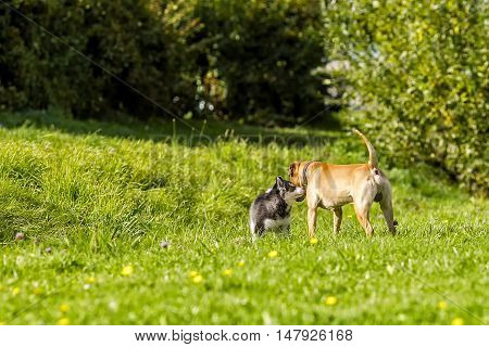 puppy husky meets big dog. walking on the grass