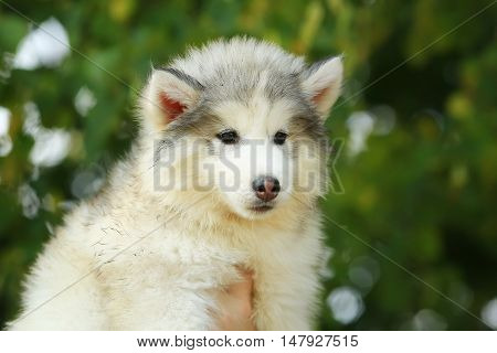 Flaffy charming White Malamute. puppy. 2 months