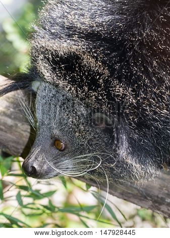 Bearcat Of Binturong