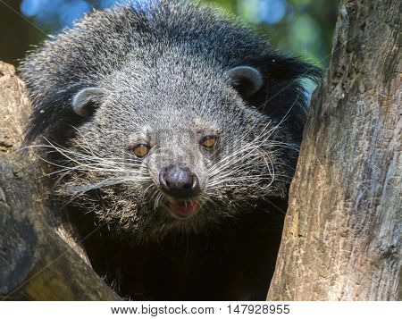 Bearcat Of Binturong