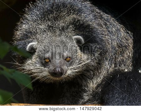Bearcat Of Binturong