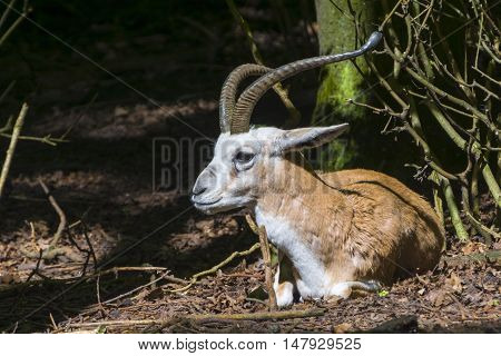 Goitered or black-tailed gazelle (Gazella subgutturosa) in a forest