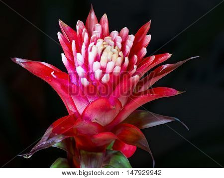 Red Bromelia Flower