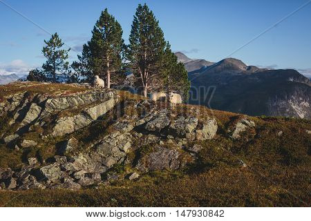 Hiking In Norway, Classic Norwegian Scandinavian Summer Mountain Landscape View With Mountains, Fjor