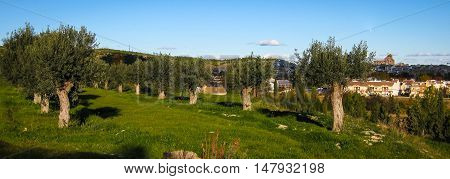 Autumn Landscape   In Caravaca De La Crus, Spain