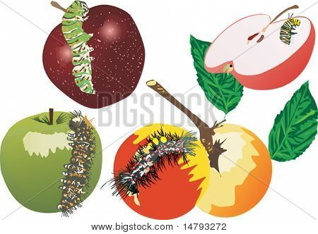 illustration with caterpillars and apples isolated on white background
