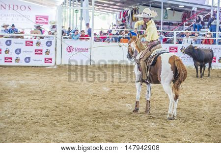 GUADALAJARA MEXICO - SEP 01 : Charras participate at the 23rd International Mariachi & Charros festival in Guadalajara Mexico on September 01 2016.