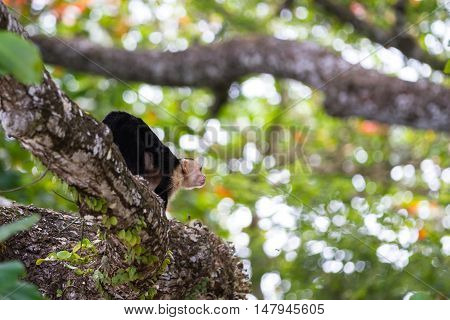 White Faced Or Capuchin Monkey