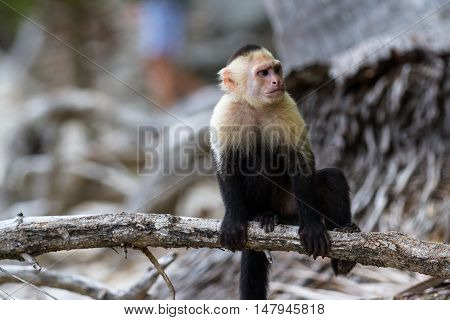 White Faced Or Capuchin Monkey