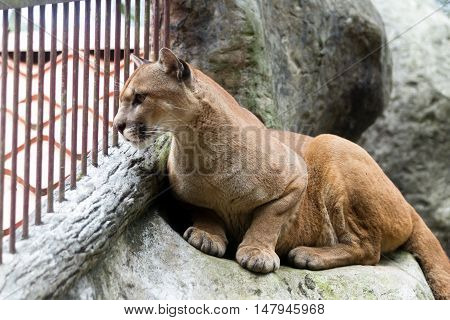 Cougar Or Mountain Lion - Puma Concolor