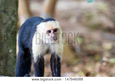 White Faced Or Capuchin Monkey