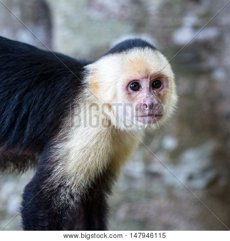 White Faced Or Capuchin Monkey