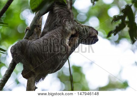 Three Toed Sloth In Costa Rica
