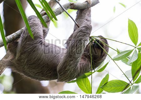 Three Toed Sloth In Costa Rica