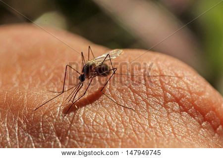 Mosquito in the process of feeding from a human hand