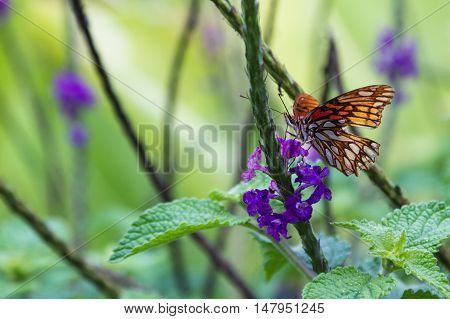 Orange Butterfly On Porter Weed