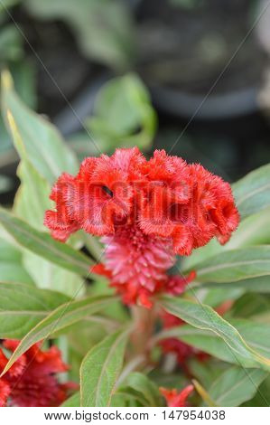 red celosia argentea flower in nature garden