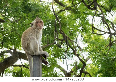Small mokey sitting on a metal pole with blurry green tree background