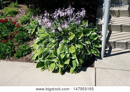 Purple hostas, also called plantain lillies, bloom at the foot of the stairs of the Holy Childhood Church near downtown Harbor Springs, Michigan during August.