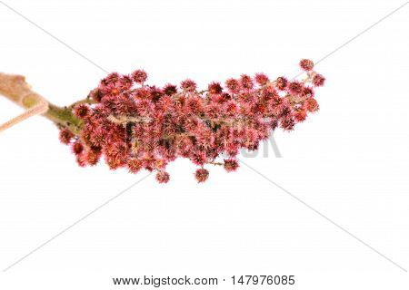 Rhus typhina single flower isolated on white background