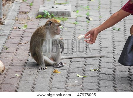 Monkey in Thailand. people send Bread by hand give a monkey in the park.