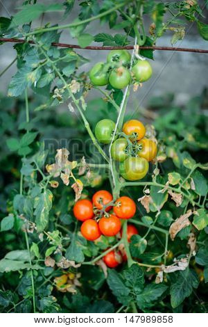 Vegetable Garden With Plants Of Red Tomatoes. Ripe Tomatoes On A