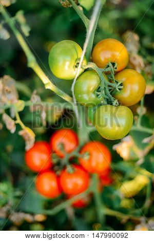 Vegetable Garden With Plants Of Red Tomatoes. Ripe Tomatoes On A