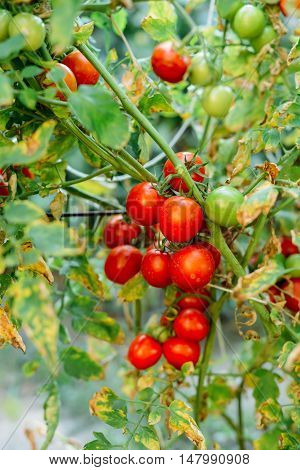 Vegetable garden with plants of red tomatoes. Ripe tomatoes on a vine, growing on a garden. Red tomatoes growing on a branch. Hydroponic tomatoes. Growing tomatoes in a greenhouse