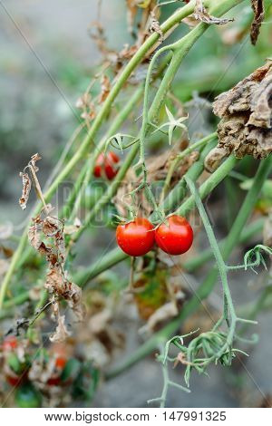 Vegetable garden with plants of red tomatoes. Ripe tomatoes on a vine, growing on a garden. Red tomatoes growing on a branch. Hydroponic tomatoes. Growing tomatoes in a greenhouse
