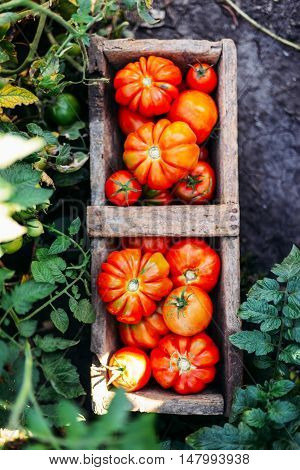 Assorted tomatoes in brown paper bags. Various tomatoes in bowl. Still life of different types of tomatoes. cherry tomatoes being washed in a colandar