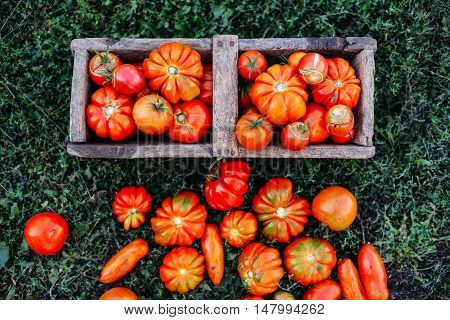 Assorted tomatoes in brown paper bags. Various tomatoes in bowl. Still life of different types of tomatoes. cherry tomatoes being washed in a colandar