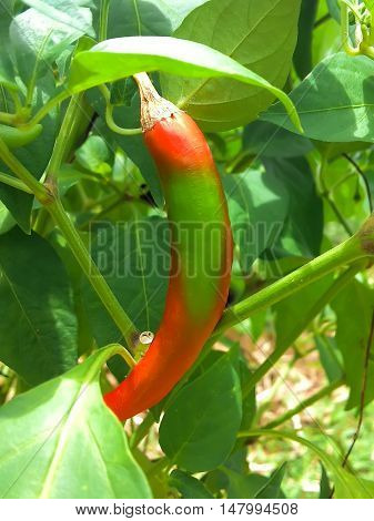 Chilli on tree for background or Illustrate