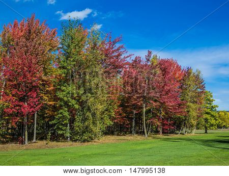  Multi-colored crowns of the trees stand out beautifully against the blue sky. The concept of automobile tourism