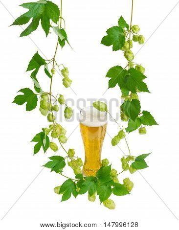 One beer glass with lager beer and hanging branches of hops with leaves and strobiles on a light background