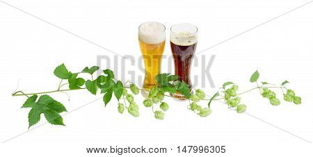 Two beer glasses with lager and dark beer and branch of hops with leaves and strobiles on a light background
