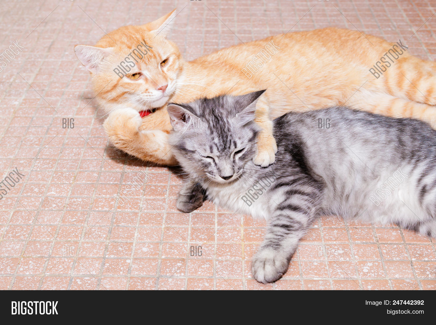 Two Cats Friendship Image & Photo (Free Trial) Bigstock