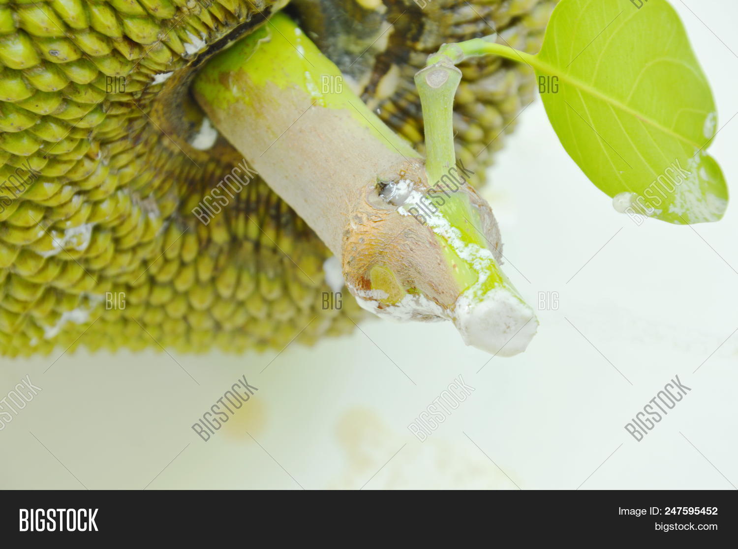 Jack Fruit Raisin Image & Photo (Free Trial) Bigstock