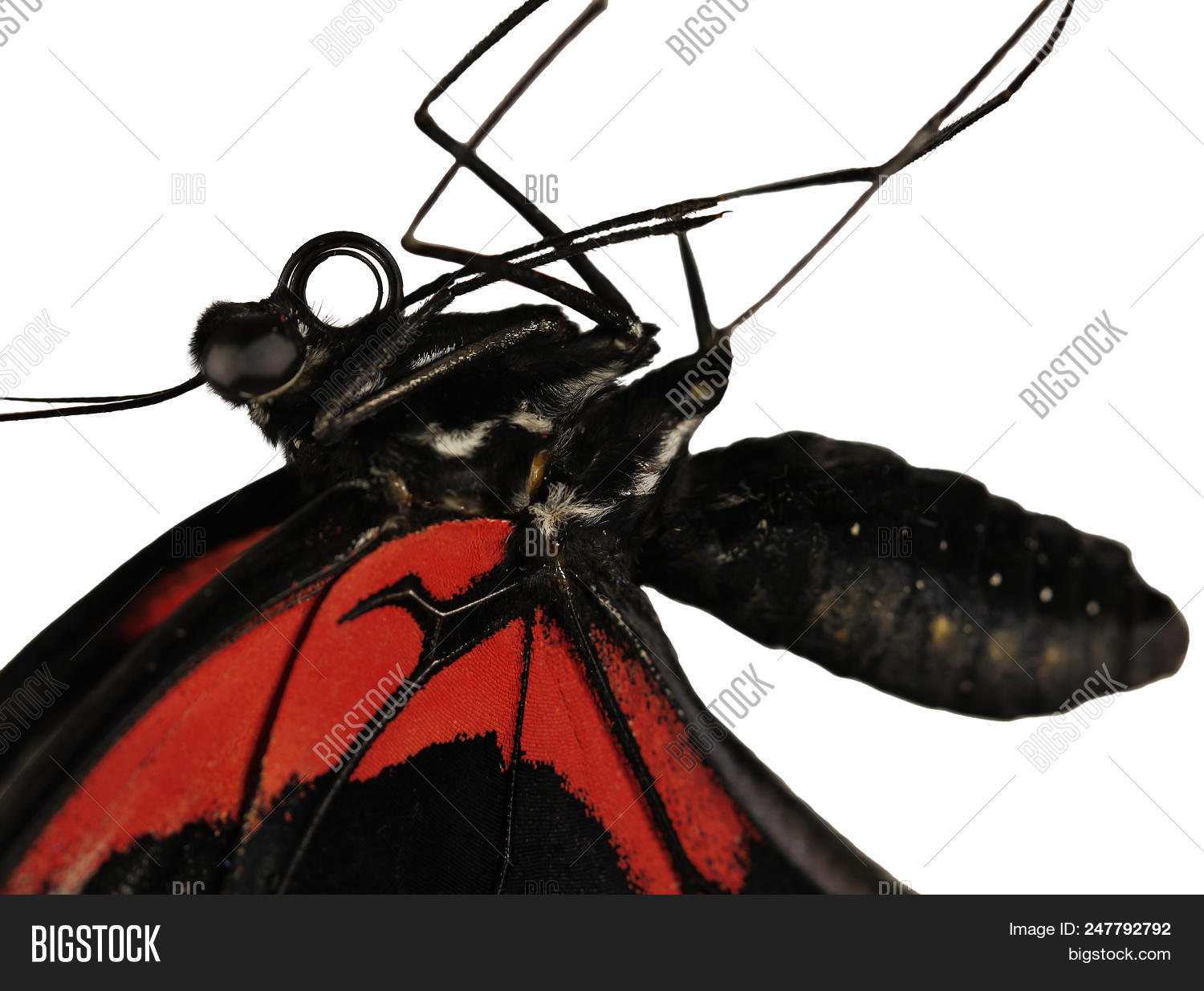 Close Body Scarlet Image & Photo (Free Trial) Bigstock