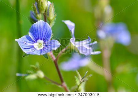 Flower Of A Field Violet Blossomed Into The Field