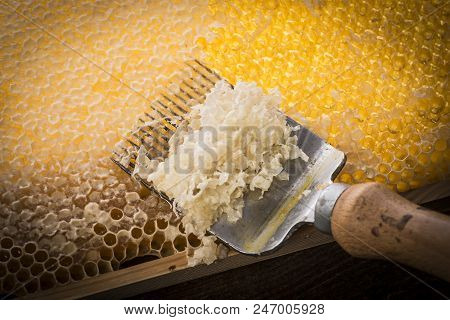 Honeycomb With Uncapping Fork - Honey Harvest